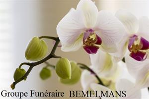 Photo 244294