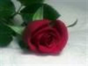 Photo 564872