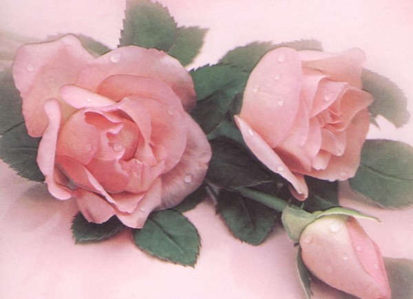 Photo 897655